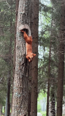 Red squirrel spotted foraging and climbing in Osa, Russia
