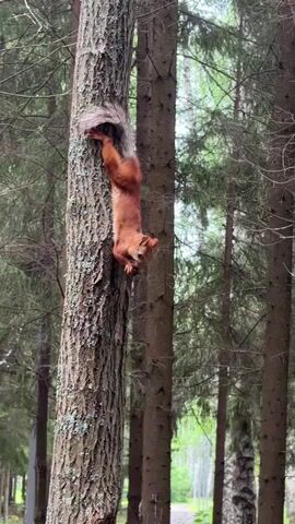 A squirrel is seen clinging to the side of a tree trunk, with its body hanging upside down. The squirrel's tail is bushy and gray, and its fur is reddish-brown. The squirrel appears to be looking towards the camera. The background is a forest with other trees and foliage. The lighting suggests it is daytime.
