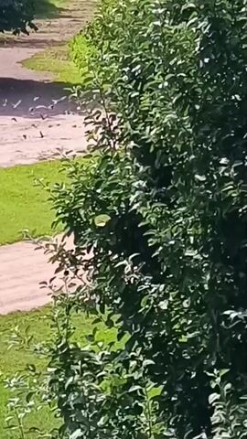 The video shows a view of trees and foliage. The camera pans across a dense green hedge and then moves to show more trees in the background. A dirt path or road is visible on the left side of the screen. The lighting suggests it is daytime, with sunlight filtering through the leaves. There are no people or specific actions visible in the frame.