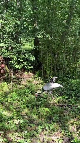 A tall, slender bird with white and gray plumage, a black neck, and a red patch around its eye is walking in a lush, green forest. The bird has its wings partially extended as if it is about to take flight or is adjusting its balance. The ground is covered with dense undergrowth, moss, and small plants. Tall trees with green leaves form a canopy overhead, allowing dappled sunlight to filter through. The overall impression is a serene natural environment with the bird as the focal point.