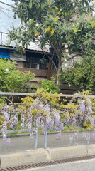 Spring blooms captured in Sirius, Russia