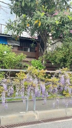 Spring blooms captured in Sirius, Russia