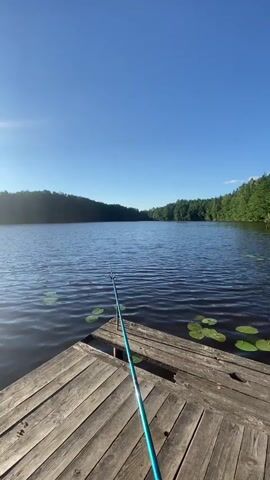 The video shows a tranquil lake scene from the perspective of a wooden dock. A fishing rod, a bright teal color, is angled towards the water, with its tip slightly submerged. The lake is calm, with gentle ripples on its surface, and scattered lily pads are visible. The background is a dense, green forest that lines the far shore, creating a sense of peaceful seclusion.

The sun is shining brightly, casting a strong glare and a shimmering reflection on the water. This indicates it is likely midday or late morning, with clear weather. The sky is a vibrant, cloudless blue. The wooden dock, made of weathered planks, suggests a natural, possibly rustic, setting.

The overall mood of the video is one of serenity and quiet anticipation, characteristic of a peaceful fishing outing. The scene evokes a sense of calm and connection with nature. There is no visible text in the video.