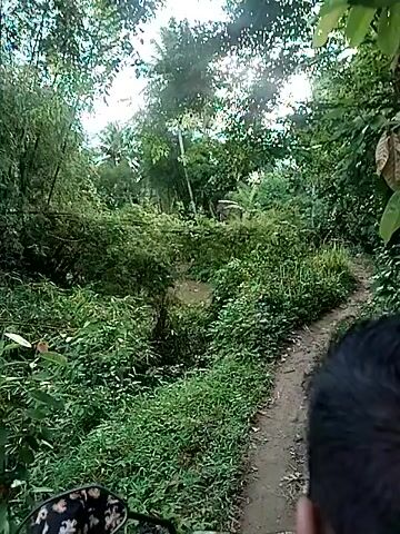 The video shows a view looking upwards from a low vantage point, traveling along a narrow path surrounded by dense green foliage. The path is mostly dirt and small rocks. The sun is visible through the trees, creating bright light and lens flare. The camera is unsteady, indicating movement, possibly from someone walking or riding a vehicle. Some parts of the video are blurry. The overall impression is that the video was taken in a wooded, tropical area.