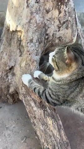 A tabby cat with white paws rests its front paws on a textured tree trunk, its body extended to the right. The cat's head is turned to the left, its gaze directed away from the camera. Its fur is a mix of gray and black stripes, with a white patch on its chest and white paws. Behind the cat, the tree trunk has a dark hollow, partially obscured by the cat's body. The ground is a mix of sand and dirt, with some scattered pebbles. In the background, a stone wall and a few steps are visible. The lighting suggests an outdoor setting, possibly during the day.