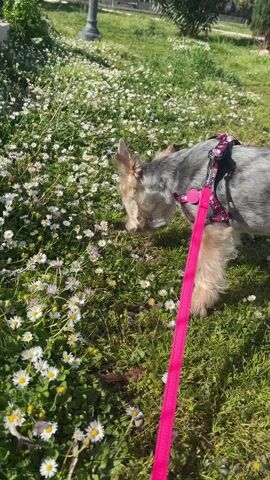 A small, gray and tan terrier mix dog, wearing a black and red harness with a long pink leash, sniffs and walks through a field of daisies. The dog moves around in the sunlit field, stopping to look back towards the camera. The grass is green, and there is a lamppost in the background.