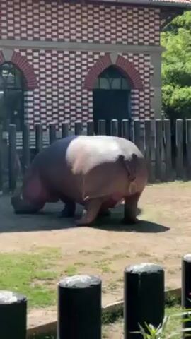 The video shows a hippopotamus in an enclosure at a zoo. The hippo is large and has a brownish-grey, wet-looking skin. It stands on a sandy and grassy area, eating with its head lowered. A fence of vertical wooden slats separates the hippo from the viewer. In the background, a building with a red-and-white checkered pattern on the upper half is visible, featuring arched windows and a doorway.  There are black, cylindrical posts along the edge of the viewing area.  Sounds of people speaking can be heard in the background.