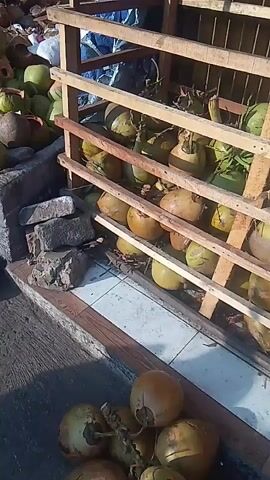 The video shows a person in a red t-shirt and dark pants, wearing a black cap, using a tool to cut open coconuts. The coconuts are stacked in a wooden crate with multiple shelves. Some coconuts are also piled on the ground in front of the crate. The environment appears to be outdoors, possibly a market stall, with a tiled floor and some debris visible. The person is focused on their task of preparing the coconuts.