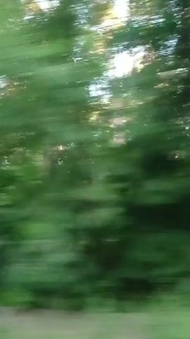 The video shows a blurry, fast-moving scene of trees and greenery, suggesting the camera is in motion, possibly from a vehicle. The lighting indicates it is daytime, with sunlight filtering through the leaves. The environment appears to be a forest or wooded area. There are no people or specific objects clearly visible due to the motion blur.