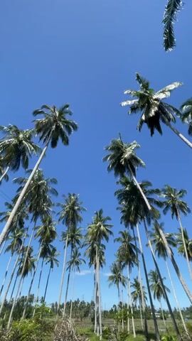 The video shows a view looking up at a grove of tall coconut palm trees against a clear blue sky. The trees are densely packed together, their slender trunks reaching high into the air. Green fronds extend from the tops of the trees. Some utility poles and power lines are visible behind the trees. The camera is stationary.