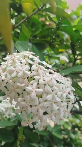 The video shows a close-up shot of a cluster of white Ixora flowers, also known as flame-of-the-woods. The flowers are small, star-shaped, and have a delicate appearance. They are arranged in a dense, spherical inflorescence. The background is blurred, but appears to be a lush green foliage, suggesting the flowers are part of a plant growing outdoors. The lighting is natural, and the focus is sharp on the flowers, highlighting their intricate details. A subtle pinkish hue can be observed in the center of some of the flowers, adding a touch of color to the otherwise white blossoms. The camera pans slightly, offering a gentle movement that emphasizes the texture and form of the flower cluster. The overall impression is one of natural beauty and tranquility.