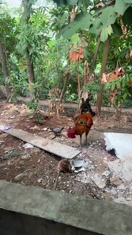 A rooster and a white chicken are in a clearing surrounded by trees and foliage. The ground is covered in dirt, debris, and a long, flat piece of concrete. A monkey is also visible on the ground, near the concrete. The rooster is a mix of brown, black, and red feathers. The chicken is white. The monkey is brown and appears to be foraging on the ground. The trees are lush and green, with some dry leaves on the ground. The overall environment appears to be a somewhat overgrown or neglected outdoor area.