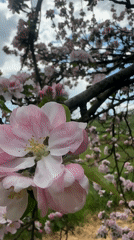 Bee pollinates apple blossoms in Bulgarian village
