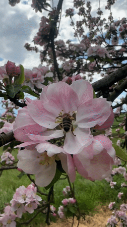 Bee pollinates apple blossoms in Bulgarian village
