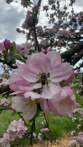 The video shows a close-up of an apple tree in full bloom, with a bee actively gathering pollen from a pink and white blossom. The bee, with its distinct brown and black stripes, is positioned on the flower's petals, moving its body to collect pollen.  The flower itself is a delicate pink and white, displaying intricate patterns on its petals. The background includes branches of the apple tree, additional blossoms, a green field, and a sky with scattered clouds. The camera focuses primarily on the bee and flower, creating a macro view of the pollination process.