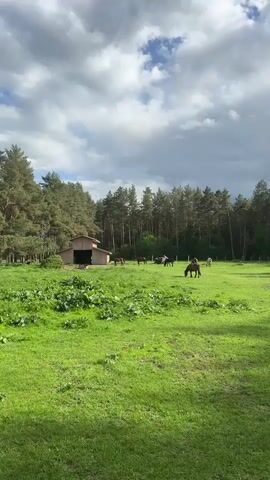 The camera films a lush, grassy meadow where a small herd of horses graze peacefully. The meadow is surrounded by a dense forest of tall pine trees, providing a natural backdrop to the scene. In the background, there is a simple wooden barn-like structure. The sky above is partly cloudy, with patches of blue sky peeking through the white clouds, creating an idyllic and serene atmosphere. The camera remains mostly static. A dog barks in the video.