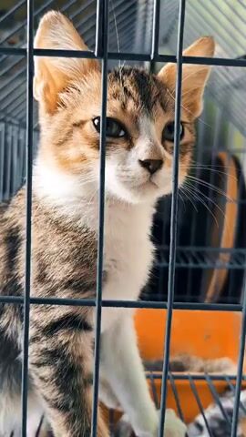A kitten is shown in a cage. The kitten has brown and white fur with tabby markings. The kitten is looking to the left. The cage bars are visible in the foreground. The background is blurred.