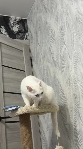 A white cat is crouched on the top of a beige cat tree. The cat’s tail hangs down off the side. The cat is looking down. Next to the cat on the cat tree is a small book or notebook. Behind the cat tree is a gray door with three black horizontal stripes and a wall covered in gray and white leaf-like wallpaper.