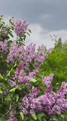 Spring nature scenes documented in Belarus village