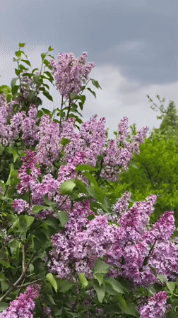 Spring nature scenes documented in Belarus village