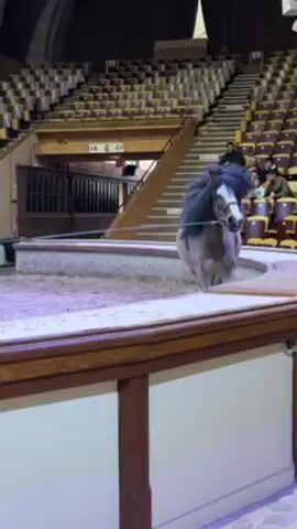 Here's a concise description of the video:

The video shows a small, light-colored horse with a black mane and tail being led around a small, indoor ring. The horse is wearing a halter and a padded harness. A woman walks alongside, holding a lead rope. The ring is lit with purple light and surrounded by a low, white wall with a wooden trim. The background shows theater-style seating, mostly empty, and ornate architectural details on the walls, including sculptures of deer. The woman speaks in French, telling the horse to walk forward at a trot.