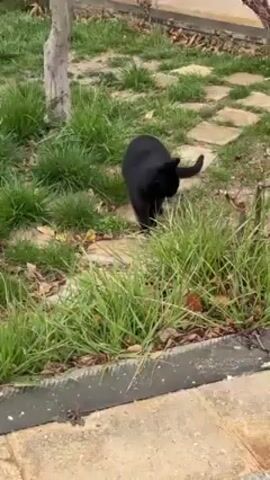 A black cat walks in a yard. The cat is walking on a stone pathway. Green grass and small tree are visible on the sides of the pathway. A loud airplane flies overhead.