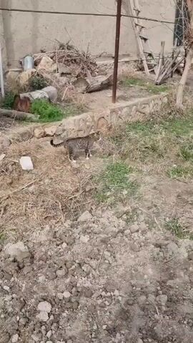 A cat walks through some grass. The cat is mostly brown and gray with some white on its paws. The cat then dips into the grass. In the background is a brown building with some materials piled nearby. There is also a ladder behind the materials. The ground in the foreground is dry and rocky.
