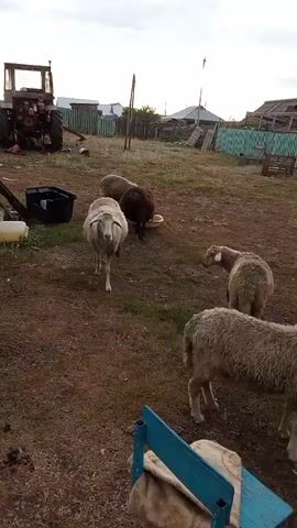 The video shows a farmyard scene. There are several sheep scattered around, some grazing, and one appears to be drinking from a trough. A tractor is visible in the background, as well as some wooden structures and fencing. A blue chair with a patterned blanket is in the foreground. There are also a few chickens walking around near the sheep and a car. The ground is dirt and grass. The sky appears overcast.