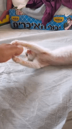 Water collection, a stray kitten, and pleas to leave Gaza