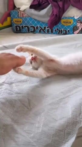 A person's fingers are interacting with a small, white kitten that is lying on its back on a light-colored, wrinkled surface. The kitten is stretching its front legs towards the fingers and appears to be playing or engaging with them. In the background, a blue and yellow box with text in Hebrew is visible, along with some crumpled clothing in shades of purple and white. The overall environment suggests an indoor setting, possibly a bedroom or living area.