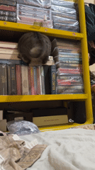 Tabby cat roams a book-filled room in Sebong Lagoi
