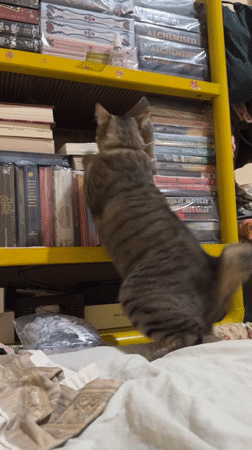 Tabby cat roams a book-filled room in Sebong Lagoi