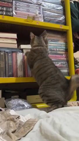 The video shows a tabby cat with stripes and a bushy tail climbing a yellow bookshelf. The cat is positioned in the middle of the bookshelf, with its head and front paws on the shelf above. The bookshelf is filled with books, some of which are wrapped in plastic. The cat appears to be reaching for something on the shelf. The background of the video is blurred, but it appears to be an indoor setting.