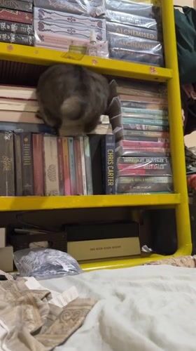 Tabby cat roams a book-filled room in Sebong Lagoi
