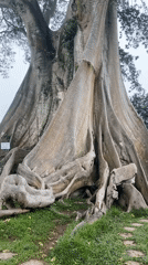 Large ancient tree documented in misty Indonesian morning