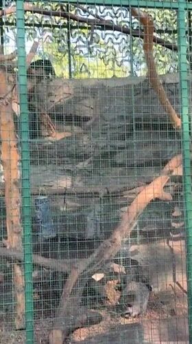 Afternoon tour through Kyiv Zoo's animal enclosures