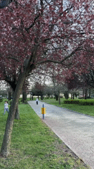 Spring scenes captured in Svilengrad park with blooming trees