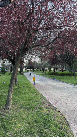 Spring scenes captured in Svilengrad park with blooming trees