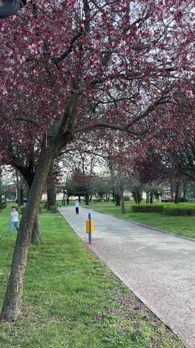Spring scenes captured in Svilengrad park with blooming trees