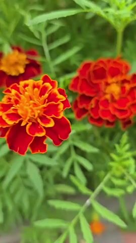 A close-up, slightly out-of-focus video pans across a cluster of vibrant orange and red marigolds surrounded by lush green foliage. Several marigold flowers are visible, with one prominent blossom in the center of the frame. A single marigold bud is also seen reaching upwards. The background consists of more greenery and hints of a brick pathway at the bottom. The lighting is soft and diffused, suggesting an outdoor setting during the day.