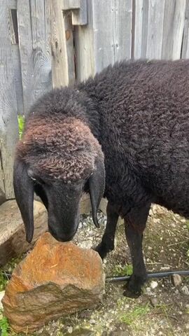 The video shows a black sheep with long ears standing near a wooden fence. The sheep is looking down at a large rock. The ground is covered with grass and dirt.