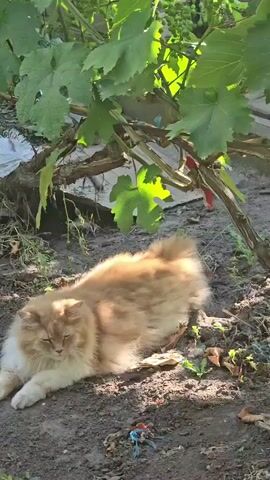 A fluffy orange and white cat lays on the ground in the dirt. The cat is partially under a leafy green plant that appears to be a vine. The cat is facing left and looking down. There are some dried leaves and bits of debris on the ground around the cat. The sun is shining, casting shadows and highlighting the cat's fur.