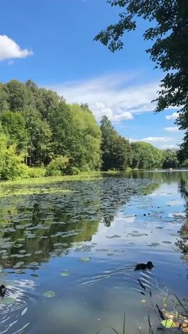 The video shows a serene lake scene on a sunny day with a bright blue sky and scattered white clouds. Lush green trees line the far bank of the lake, their reflections shimmering on the water's surface. The lake is dotted with lily pads, creating a textured green carpet on the water. Two ducks are visible swimming in the foreground. In the distance, small boats can be seen on the lake, suggesting recreational activity. The overall atmosphere is peaceful and idyllic, capturing a moment of natural beauty.