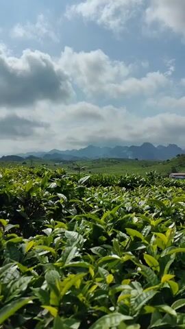 The video shows a tea plantation in front of a mountainous landscape on a cloudy day. The tea bushes are dense and green, filling the foreground of the shot. In the distance, rolling hills and mountains are visible, creating a scenic backdrop. The sky is partially covered with puffy white clouds, with patches of blue peeking through. The overall impression is one of natural beauty and tranquility.