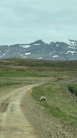 The video captures a serene rural landscape, likely in Borgarnes, Iceland, as seen from a moving vehicle. A light brown, unpaved dirt road curves gently through verdant green fields. Yellow reflective markers line the side of the road, guiding the path.

In the mid-ground, two sheep, an adult and a lamb, are peacefully grazing on the lush green grass alongside the road. A wooden fence runs parallel to the road on the right, separating it from an expanse of pasture.

In the distance, majestic snow-capped mountains dominate the horizon. Patches of snow are visible on their rugged peaks, with clouds partially obscuring their summits under an overcast sky. A yellow triangular road sign with a black border is visible further down the road, though its specific warning symbol is indistinct. The overall scene depicts a quiet, natural environment. There is no visible text in the scene.