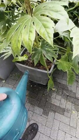 This short video captures a close-up view of someone watering a large potted plant. The plant has broad, distinctive green leaves and a thick central stem. It is situated in a square, dark-colored planter. The planter rests on a black saucer, which is on a patterned stone patio. The stone pavers are in shades of gray and brown, laid in a repeating rectangular pattern.

A hand, with visible rings on a finger, is holding a turquoise watering can. Water is being poured from the spout of the watering can directly onto the soil at the base of the plant. The watering can is partially full of water, and some droplets are visible on its exterior. The leaves of the plant are wet, suggesting it may have recently rained or is being thoroughly watered.

The scene appears to be outdoors, likely in a garden or patio area. The lighting suggests it could be daytime, but the specific time of day is not definitively indicated. There are no other people visible besides the hand holding the watering can, and the footwear of the person is partially visible at the bottom of the frame, appearing to be a dark boot.

The overall mood of the video is peaceful and domestic, focusing on the simple act of plant care. The setting, with its stone patio and lush greenery, suggests a well-maintained outdoor space. The location context of West Vancouver, Canada, implies a temperate climate where such plants would thrive. There is no visible text within the video.