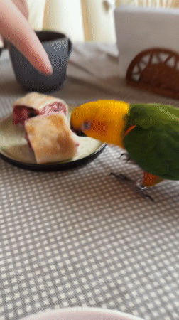Sun conure parrot's laid-back morning in Khimki