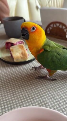 Sun conure parrot's laid-back morning in Khimki