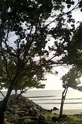 The video shows a rocky path leading towards a body of water, likely the ocean, with waves visible. Trees with dense foliage line the path. The sky is overcast, and the sun appears to be setting or rising, casting a soft light on the scene. The overall atmosphere is serene and natural. There are no people or animals visible in the video.