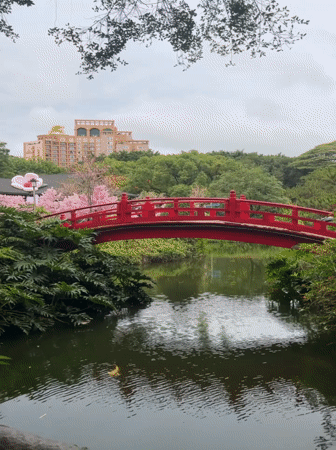 Tranquil park pond with red bridge captured in Nanshan District